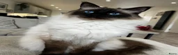 Ragdoll cats for sale: 2 male Ragolls for sale  in Basingstoke - Advert 5