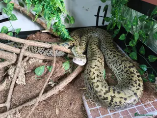 Python Snake reptiles Granite Burmese Python and full vivarium - Advert 3