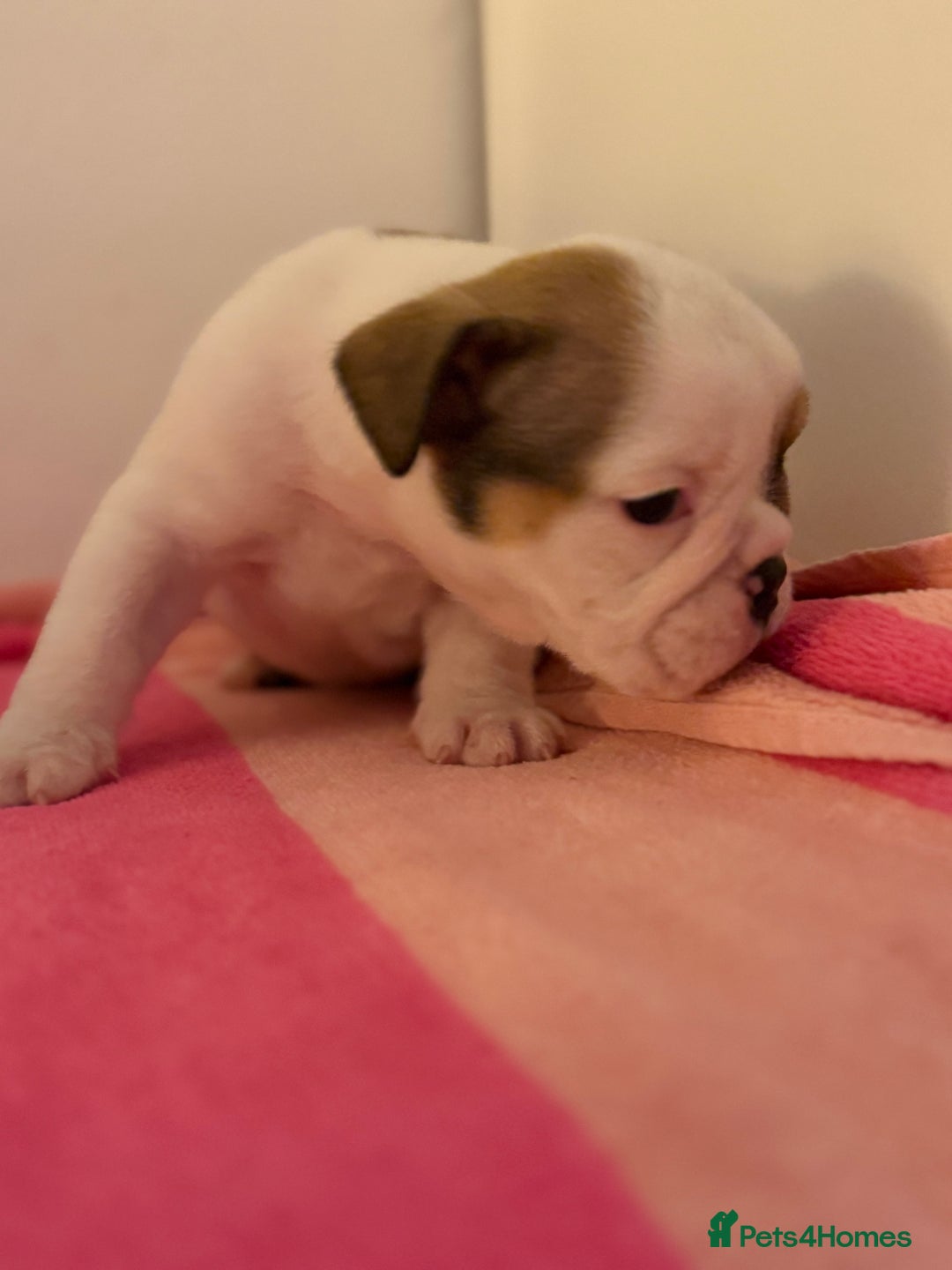 English Bulldog dogs for sale: Amazing British bulldogs  - Image 20