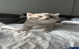 Scottish Fold cats for sale: Gorgeous Scottish fold/Straight kittens - Image 6