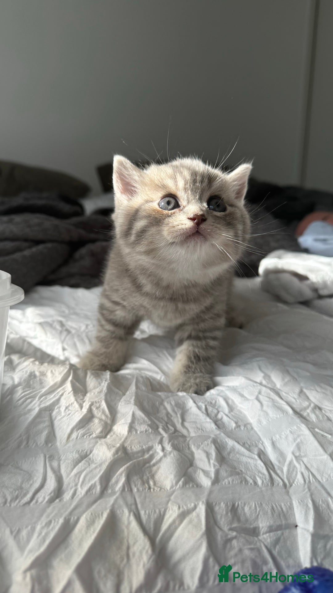 Scottish Fold cats for sale: Gorgeous Scottish fold/Straight kittens - Image 6
