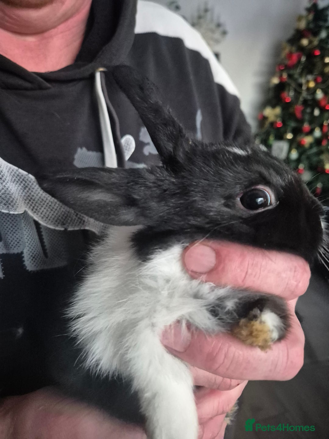 Mini Lion Lop rabbits for sale: Mini lop lion - Advert 11