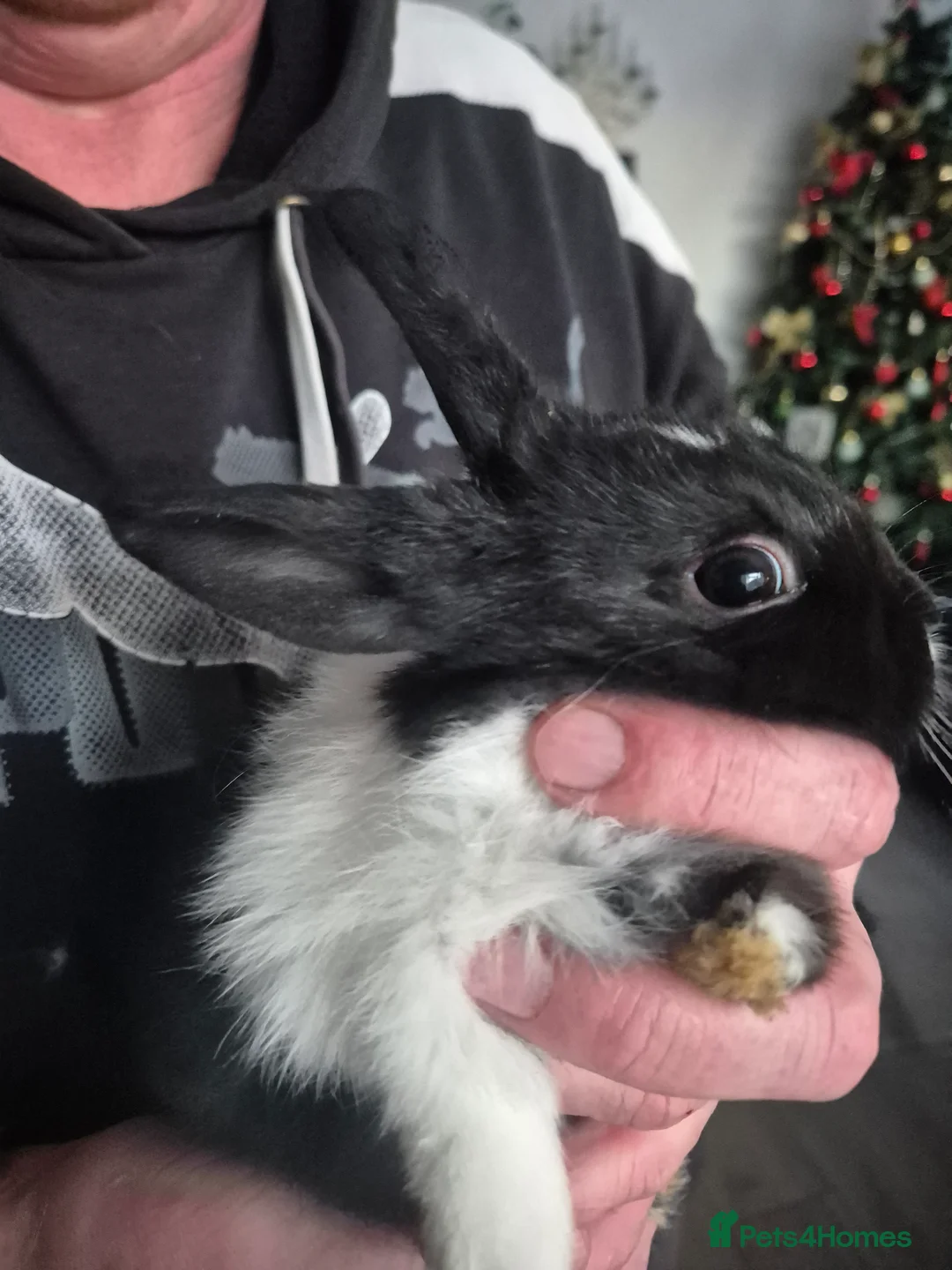 Mini Lion Lop rabbits for sale: Mini lop lion - Advert 10