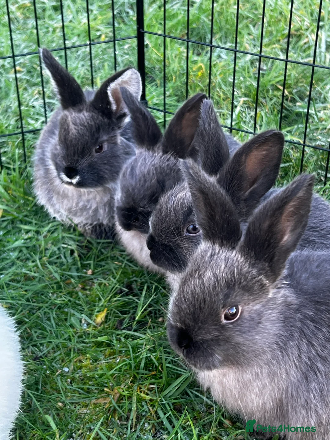Mixed Breed rabbits for sale: Rabbits for sale in Walsall - Advert 3