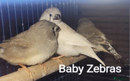 Finches birds for sale: Baby finches for sale £10 each - Image 5