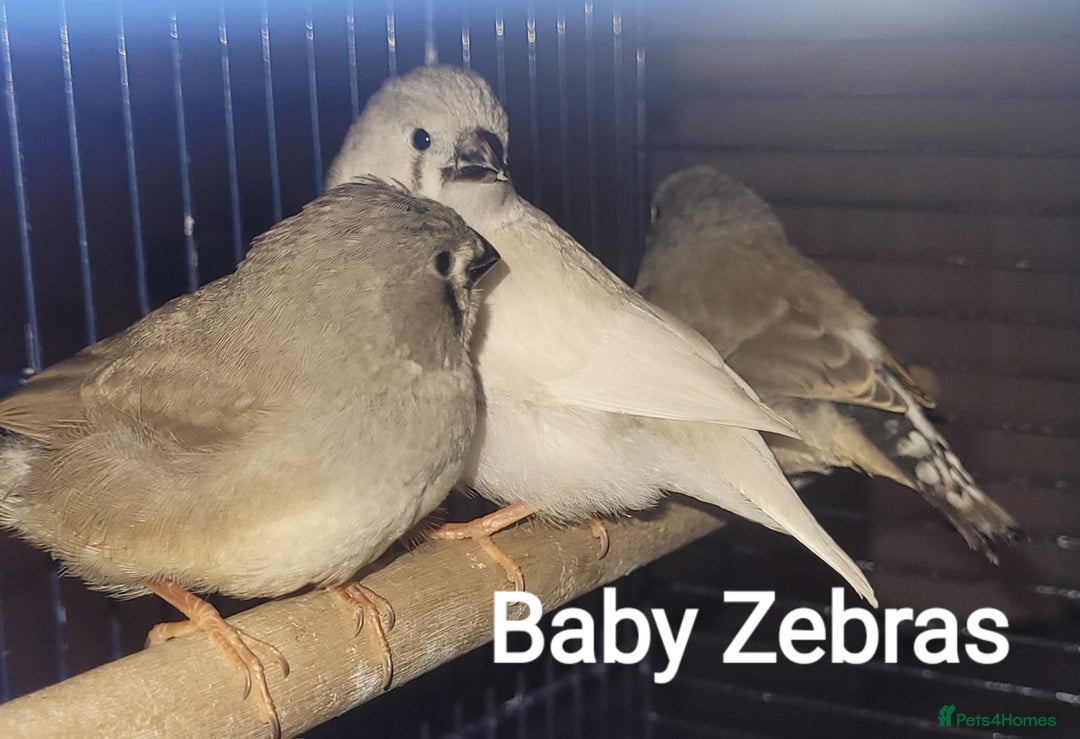 Finches birds for sale: Baby finches for sale £10 each - Image 5