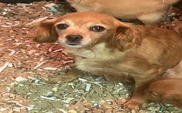 Cavalier King Charles Spaniel dogs for sale: Stunning girls and boys - Image 9