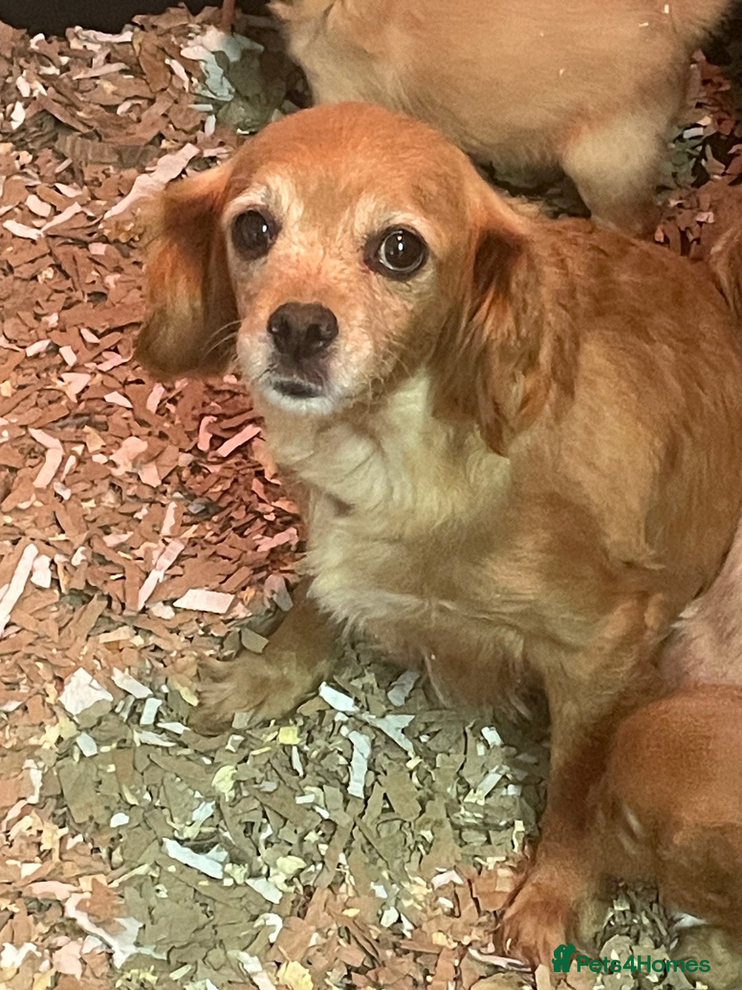Cavalier King Charles Spaniel dogs for sale: Stunning girls and boys - Image 9