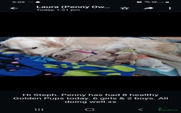 Golden Retriever dogs for sale: Available for STUD - Image 16