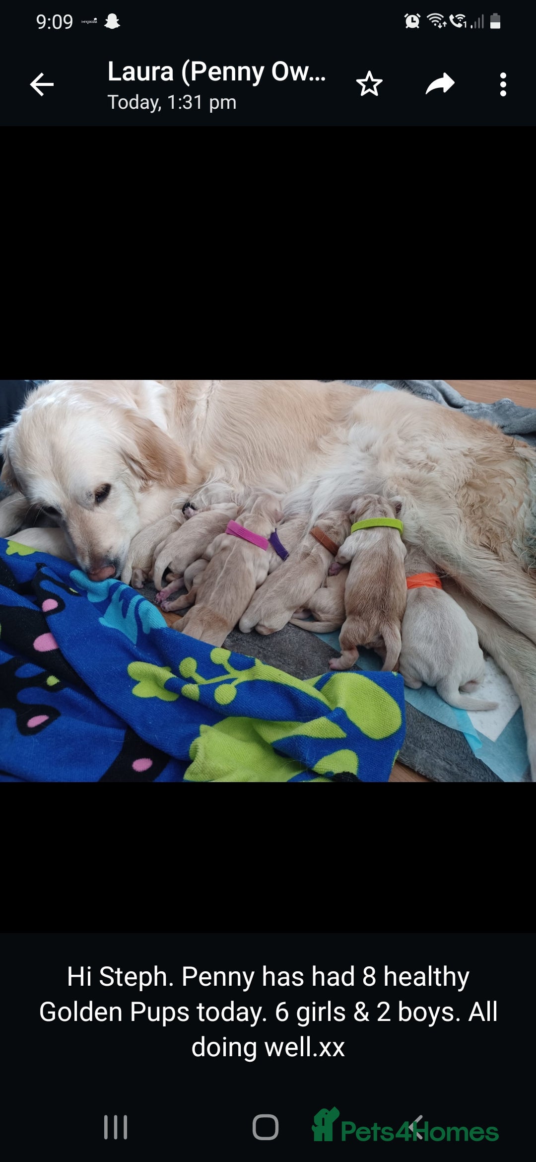 Golden Retriever dogs for sale: Available for STUD - Image 16