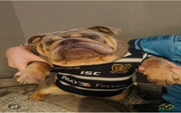 Mixed Breed dogs for sale: English bulldog  - Image 6
