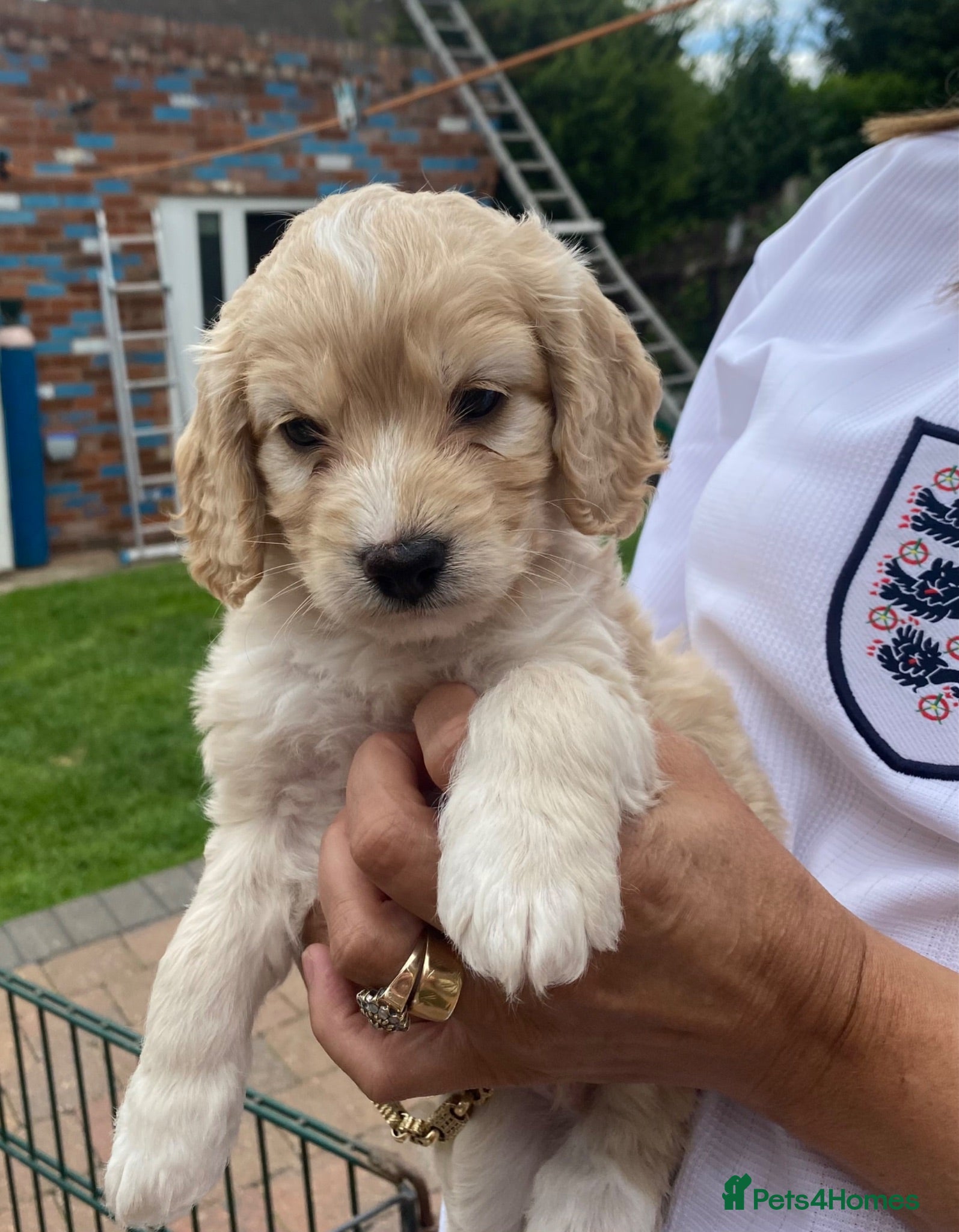 Cockapoo dogs Cockapoo puppies  - Advert 2