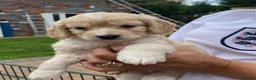 Cockapoo dogs for sale: Cockapoo puppies  - Advert 19