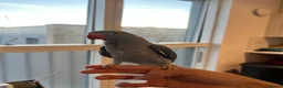 Ringnecks birds for sale: Hand reared indian ringneck babies - Advert 7