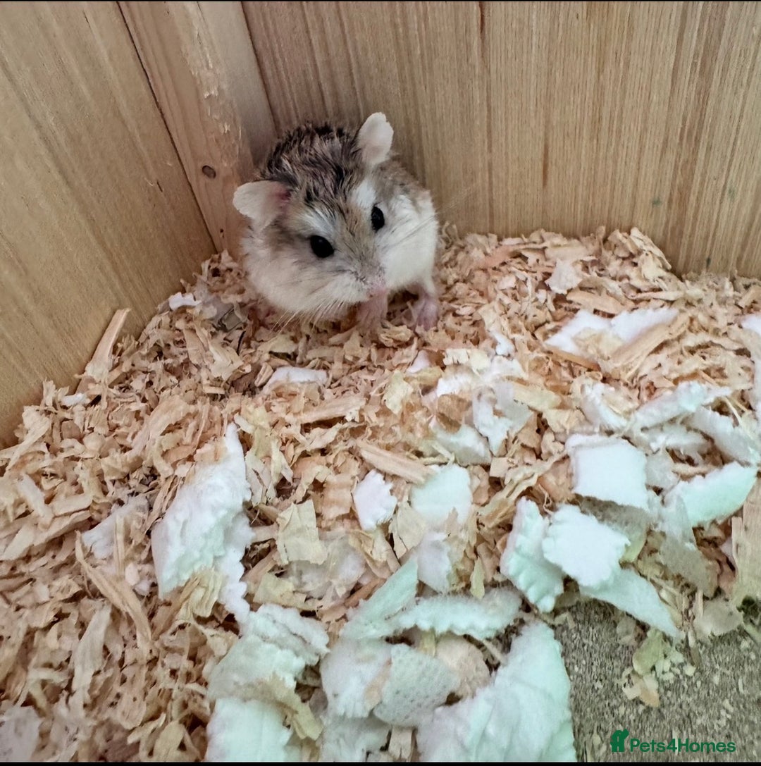 Hamster rodents for sale: Hamster free to good home  - Advert 2
