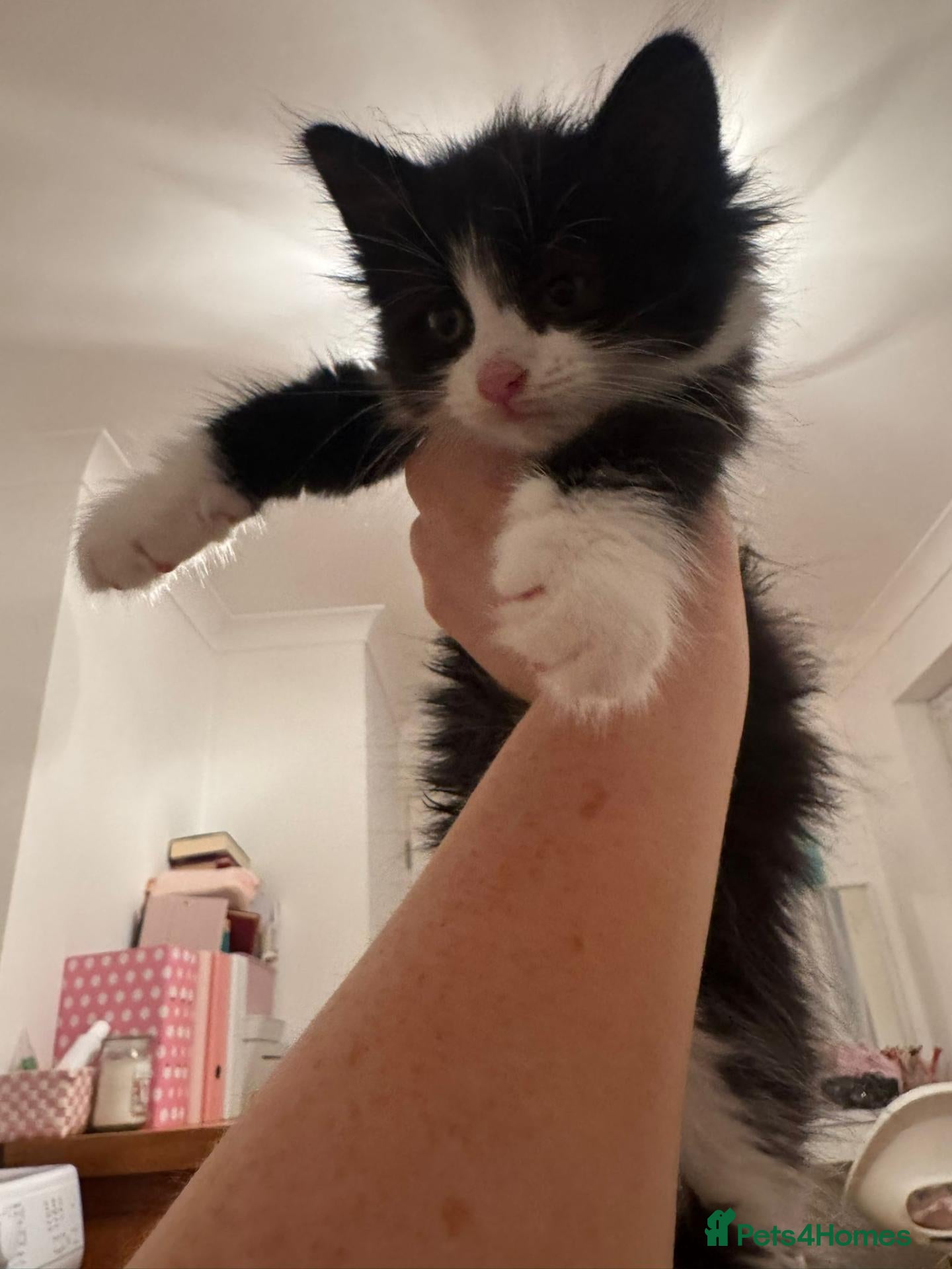 Mixed Breed cats girl kitten - Advert 8