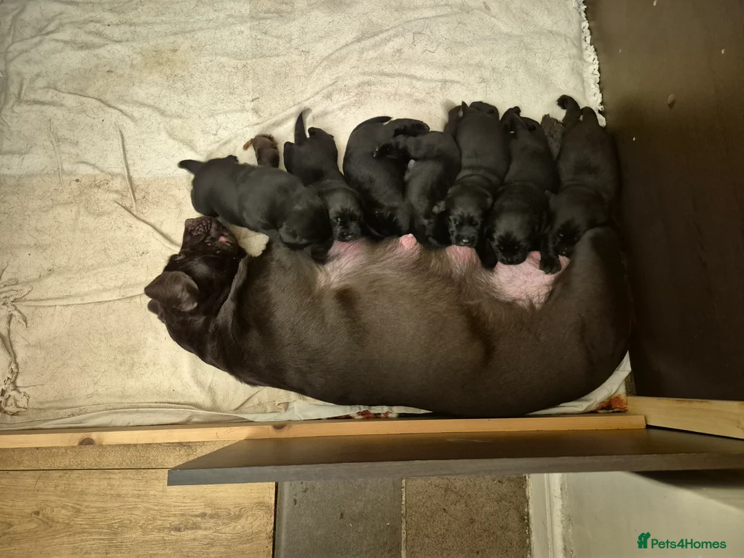 Labrador Retriever dogs for sale: Litter of 7 black labradors - Advert 13