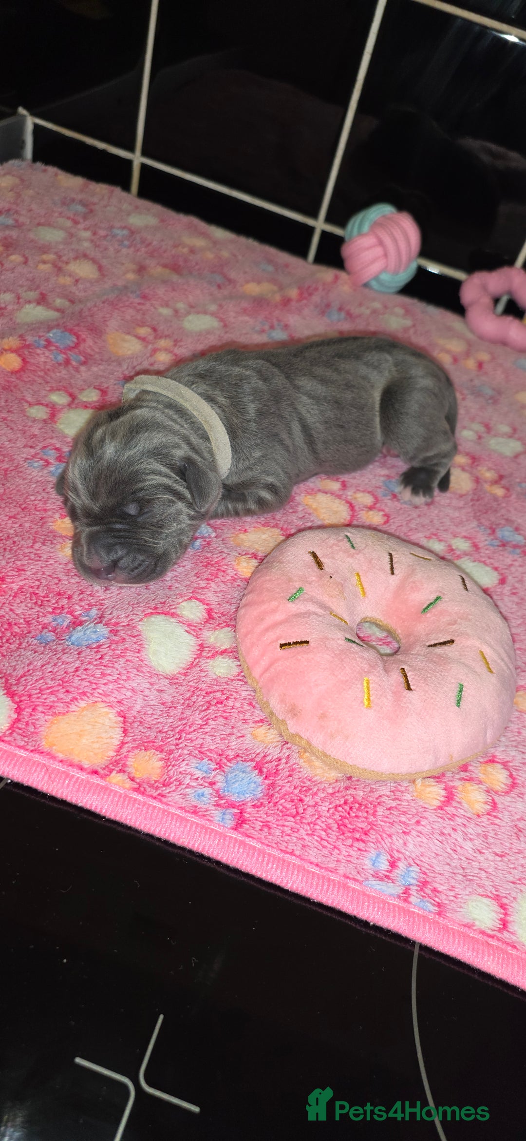 Cane Corso dogs for sale: 8 beautiful cane corsos  - Image 16