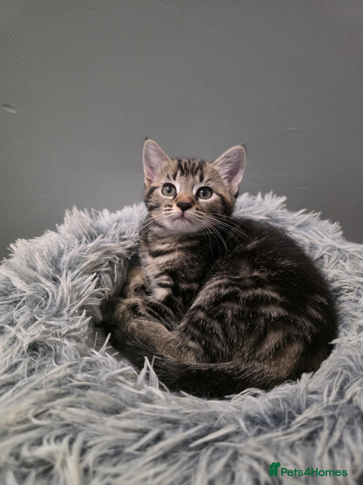 Mixed Breed cats Kittens for sale  - Advert 18