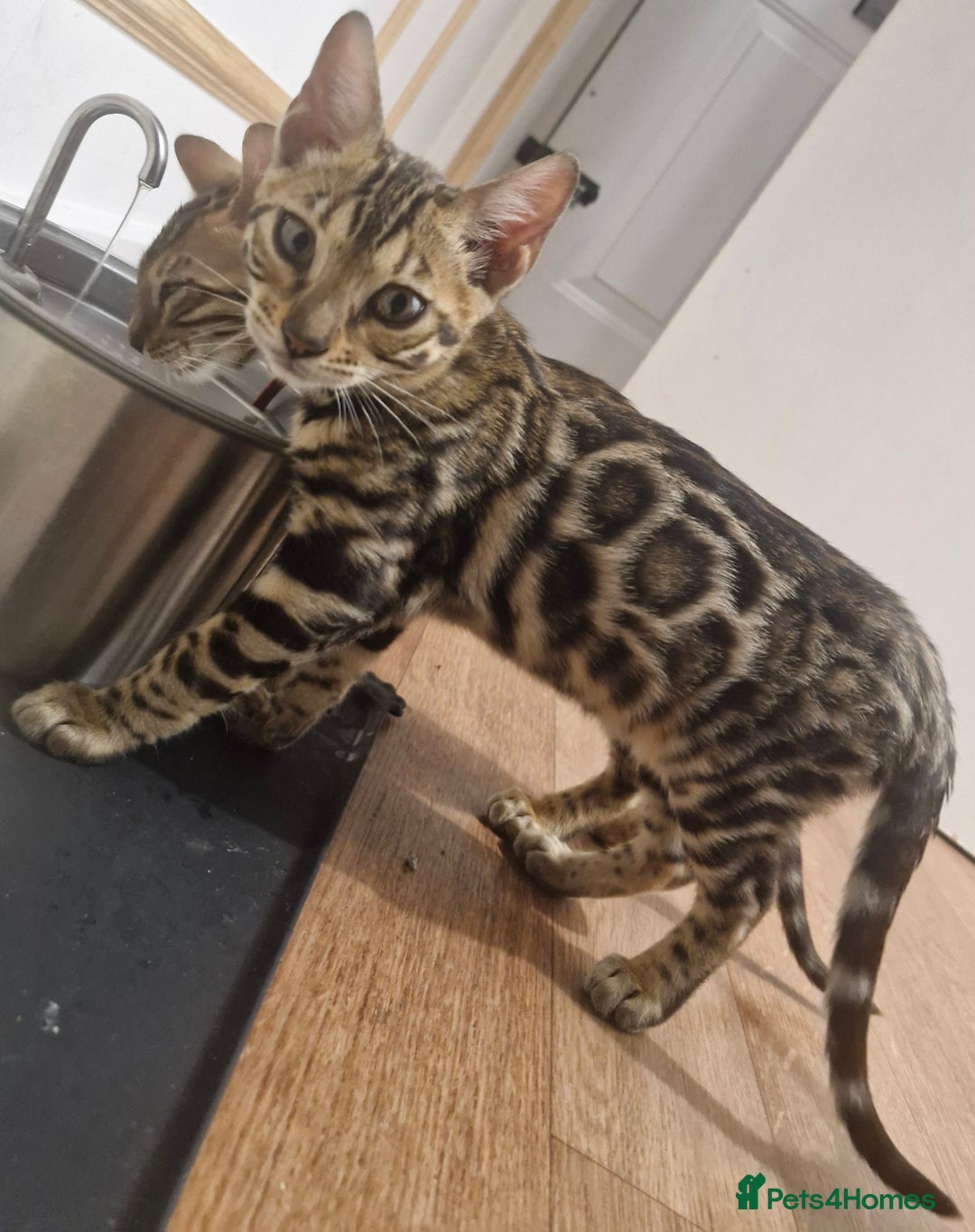 Bengal cats for sale: READY REDUCED TICA Genetic/Health Tested Bengals - Image 34