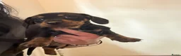Dachshund dogs for sale: Beautiful Dachshund puppies  in Redhill - Advert 7