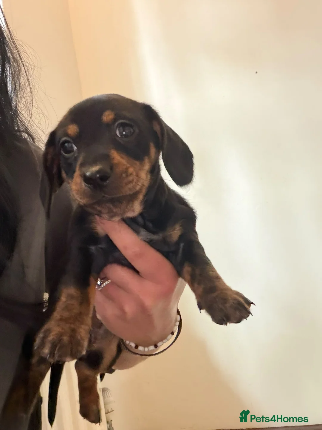 Dachshund dogs for sale: Beautiful Dachshund puppies  in Redhill - Advert 7