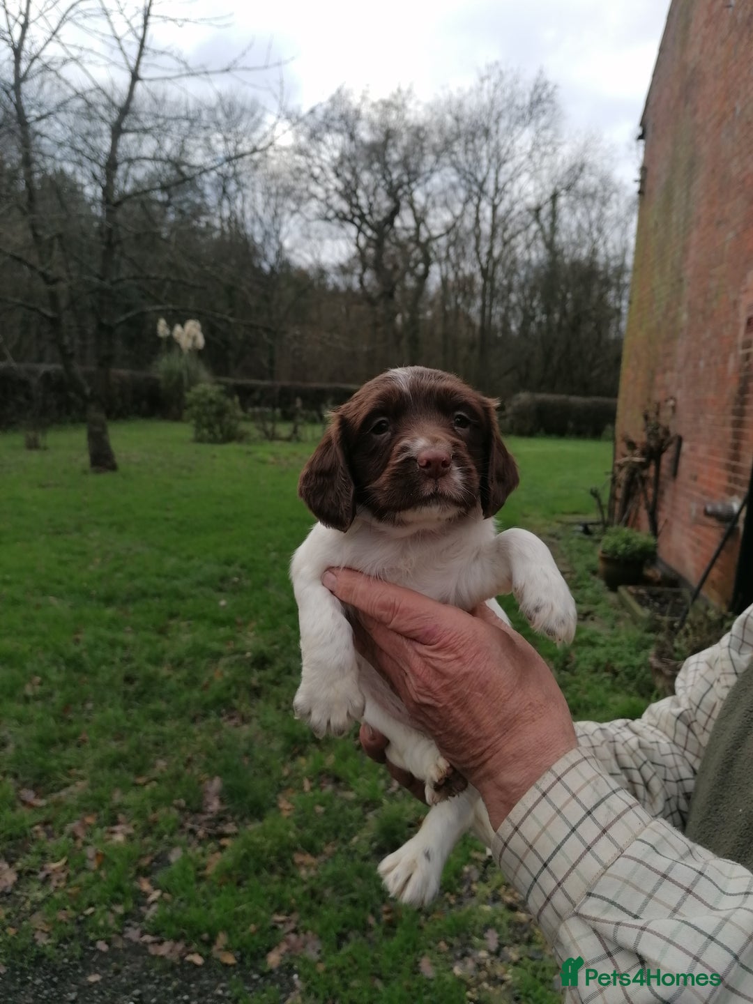English Springer Spaniel dogs for sale: 7 weeks old D. O.B 23.10.25  - Advert 11