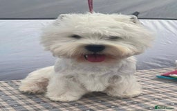 West Highland Terrier dogs for sale: Top Quality KC Westie Pups   - Image 3