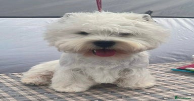West Highland Terrier dogs - Advert 10