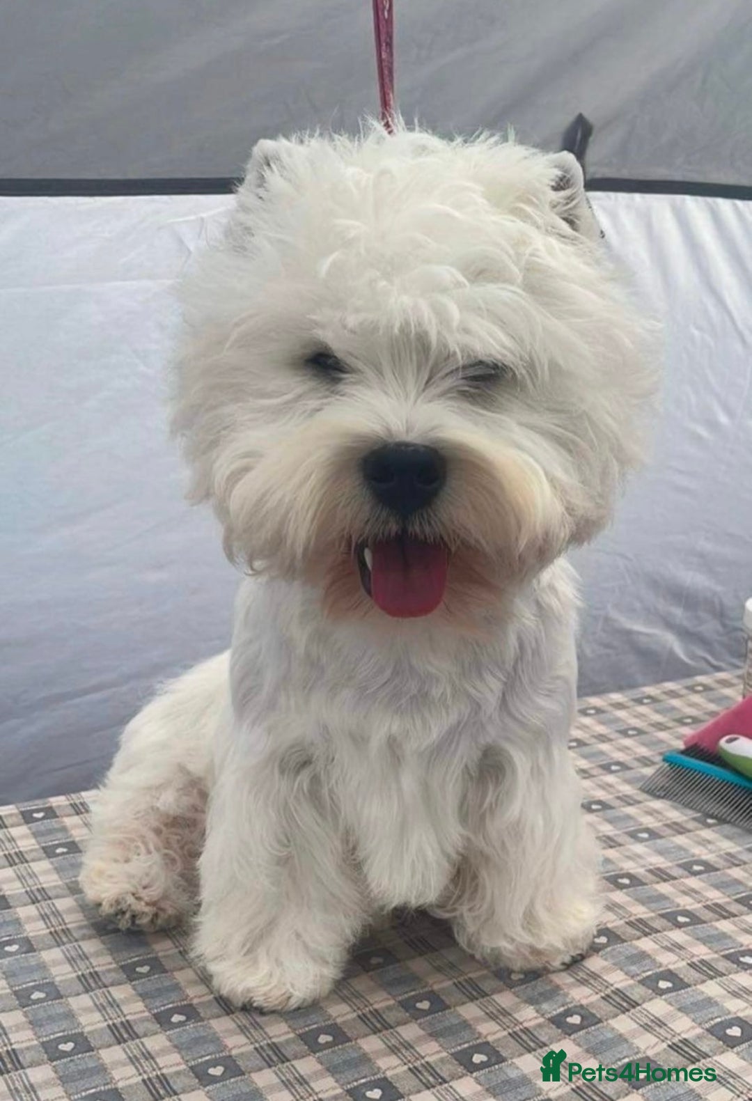 West Highland Terrier dogs for sale: Top Quality KC Westie Pups   - Image 3