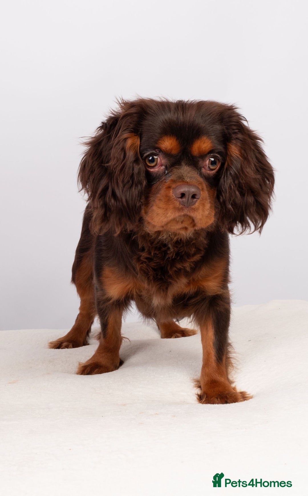 Cavalier King Charles Spaniel dogs for sale: Chocolate and tan Cavalier king charles - Advert 6