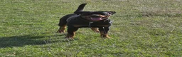Rottweiler dogs for sale: Kc Rottweiler puppies from imported parents   - Advert 13