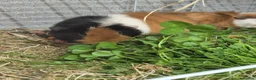 Guinea Pig rodents for sale: Bonded boars - Advert 5