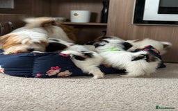 Shih Tzu dogs for sale: Shih tzu puppy’s  - Image 6