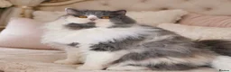 British Longhair cats for sale: Stunning GCCF British longhair girl  - Advert 6