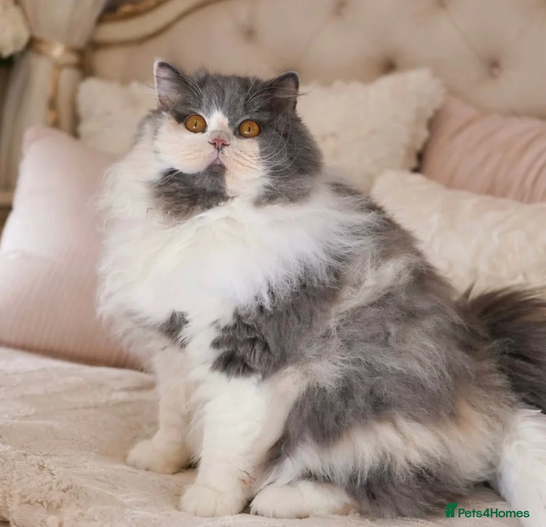 British Longhair cats for sale: Stunning GCCF British longhair girl  - Advert 6