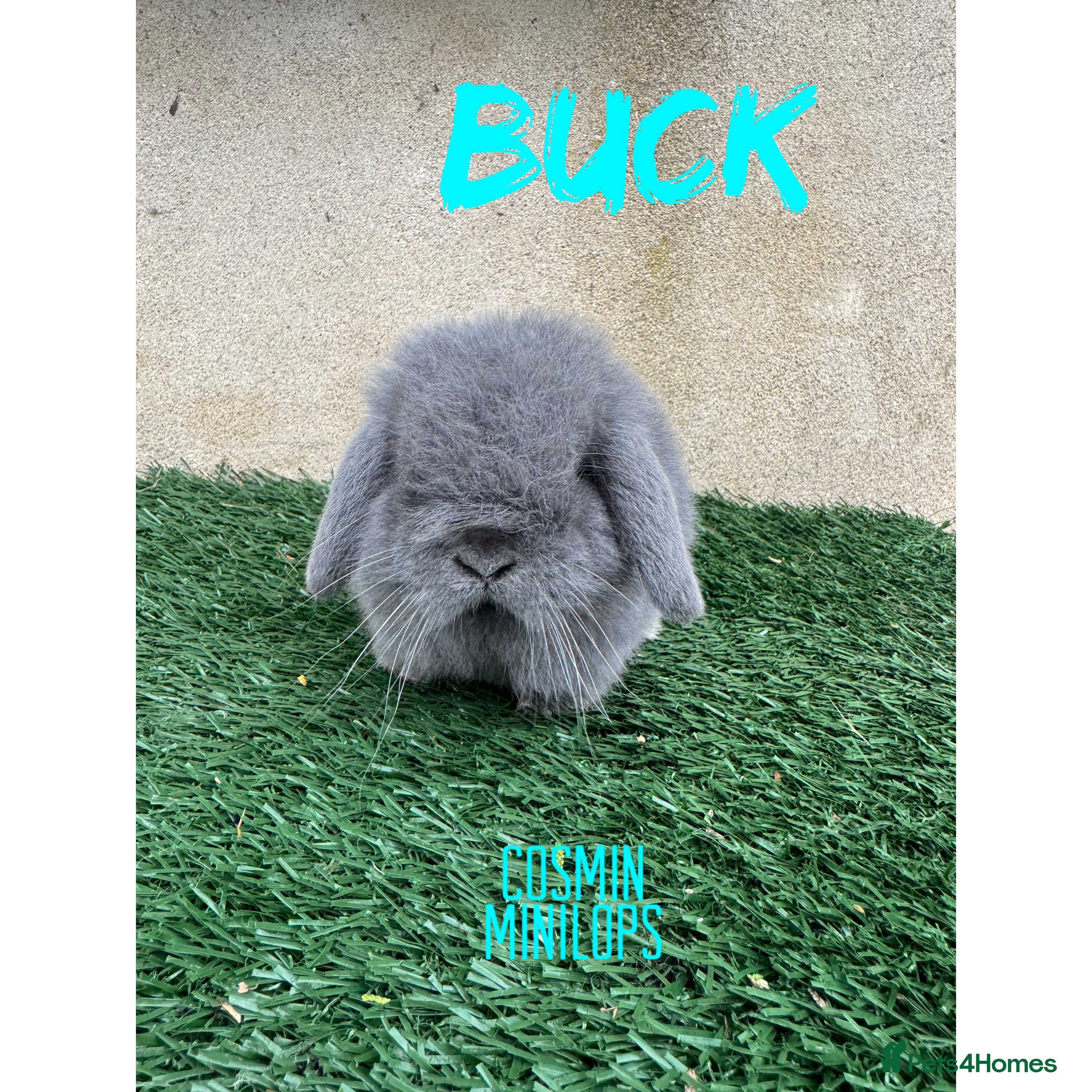 Mini Lop rabbits Pure breed mini lops  - Advert 7