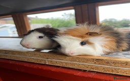 Guinea Pig rodents for sale: 9 Month Old Male Guinea Pigs Looking For New Home - Image 33