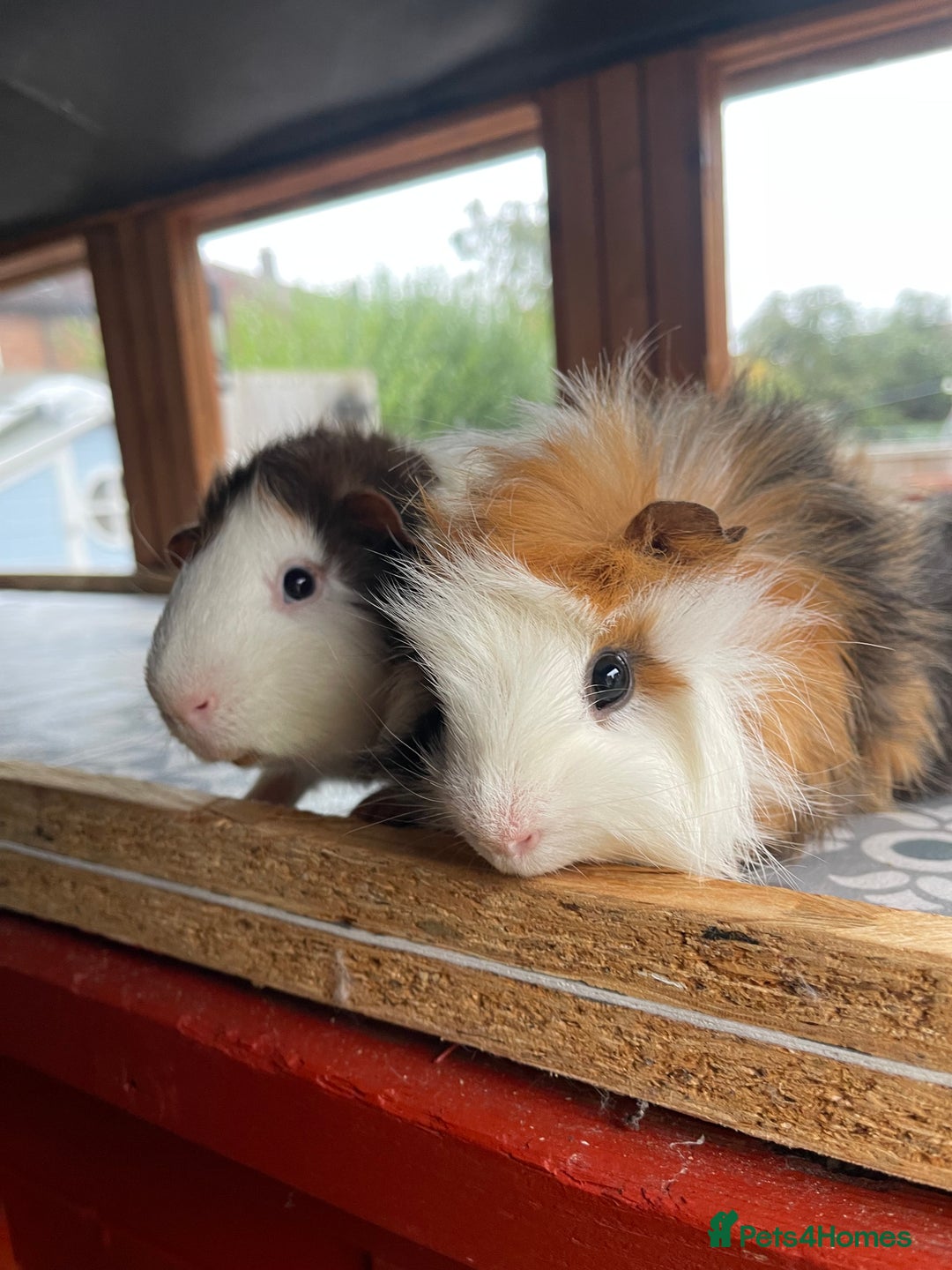 Guinea Pig rodents for sale: 9 Month Old Male Guinea Pigs Looking For New Home - Image 33