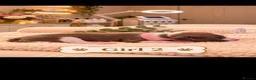 Italian Greyhound dogs for sale: Stunning Italian greyhound puppies  - Advert 3