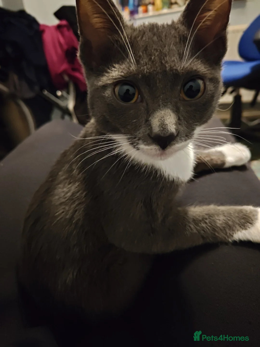 Mixed Breed cats for sale: Shorthair - gray tuxedo kitten in London - Advert 2