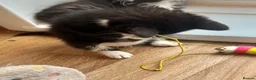 Mixed Breed cats for sale: RAGDOLL CROSS MALE KITTEN  in Willenhall - Advert 9