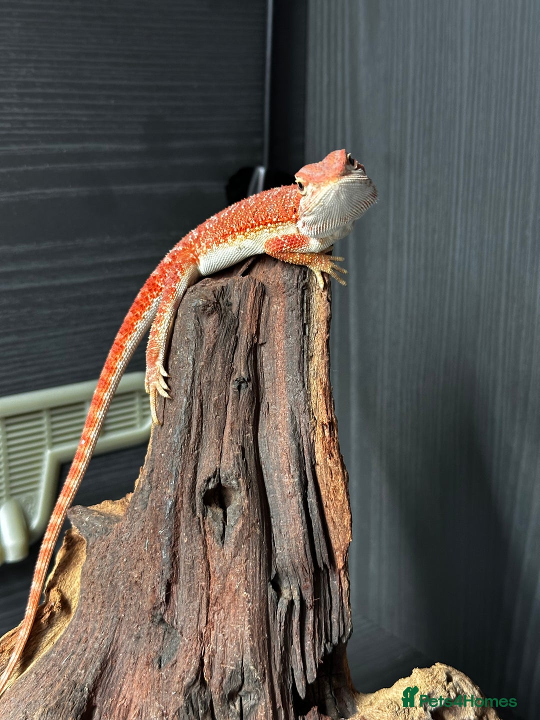 Bearded Dragon reptiles for sale: WOLFGANG x Humbug  - Advert 8