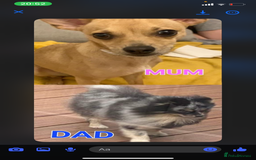 Pomchi dogs for sale: Pomchi girl - Image 6