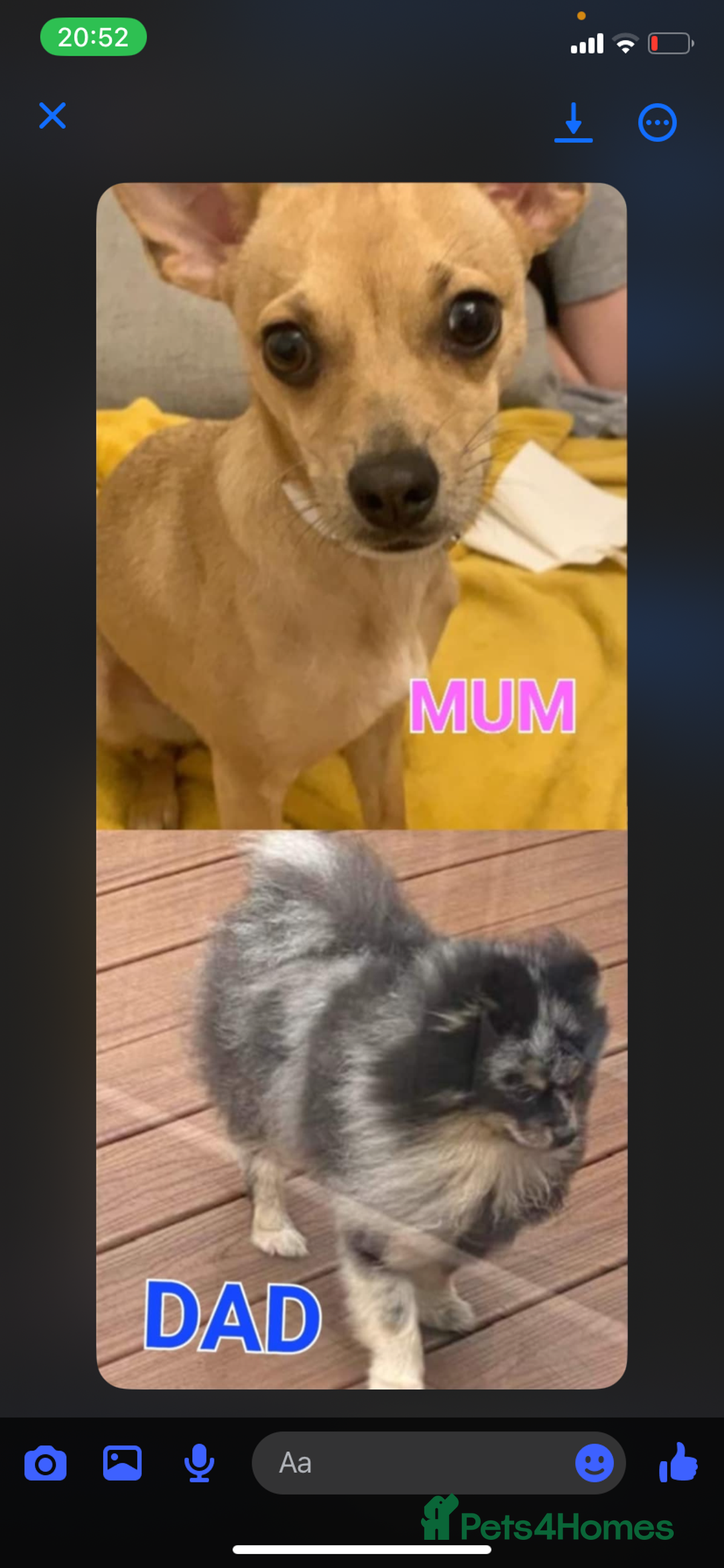 Pomchi dogs for sale: Pomchi girl - Image 6