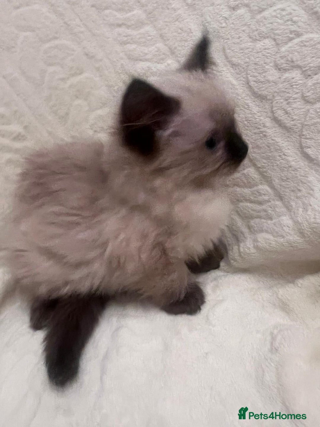 Ragdoll cats for sale: GCCF Ragdolls kitten  - Advert 8