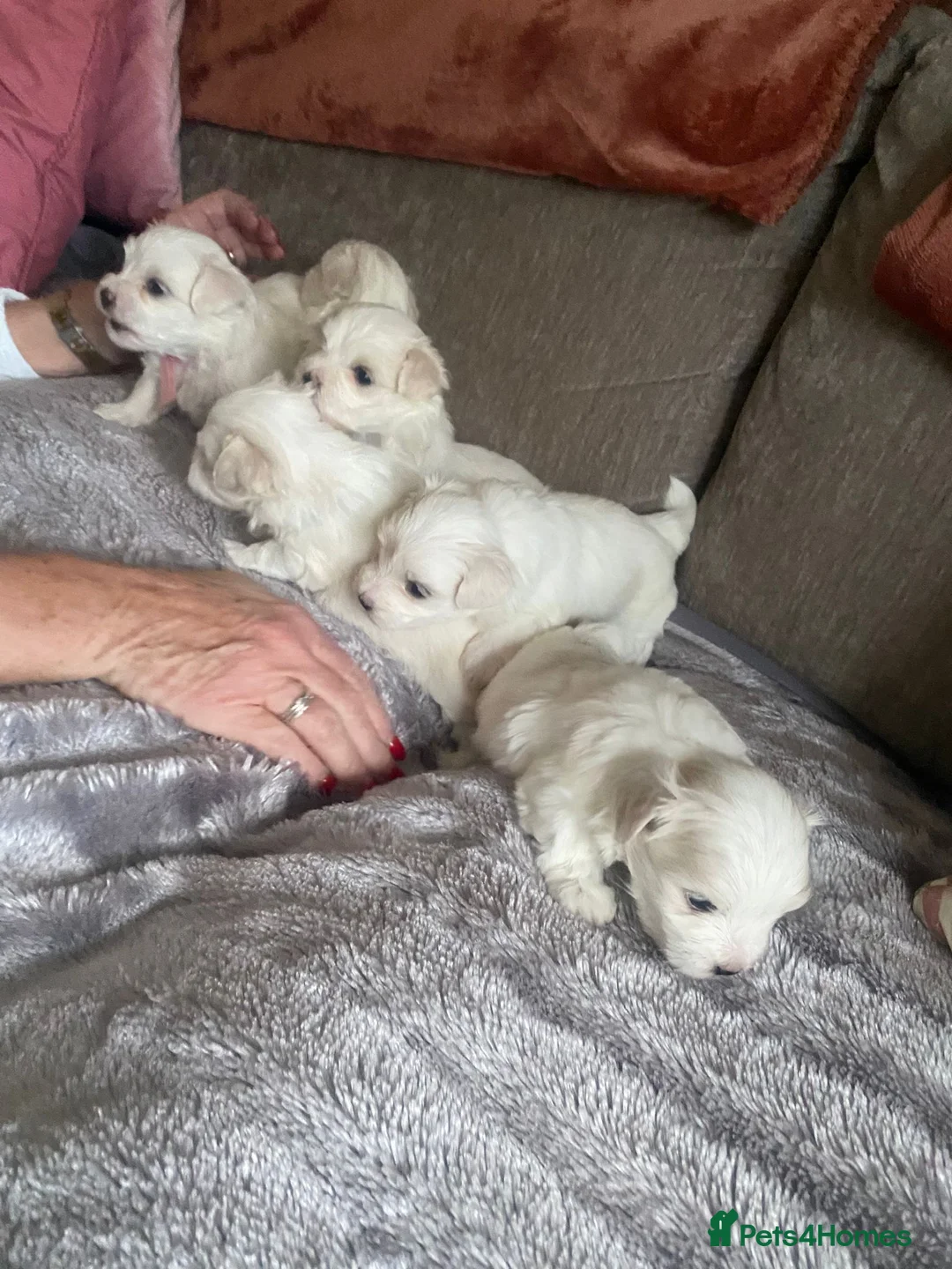 Maltese dogs for sale: Maltese babies - Advert 12