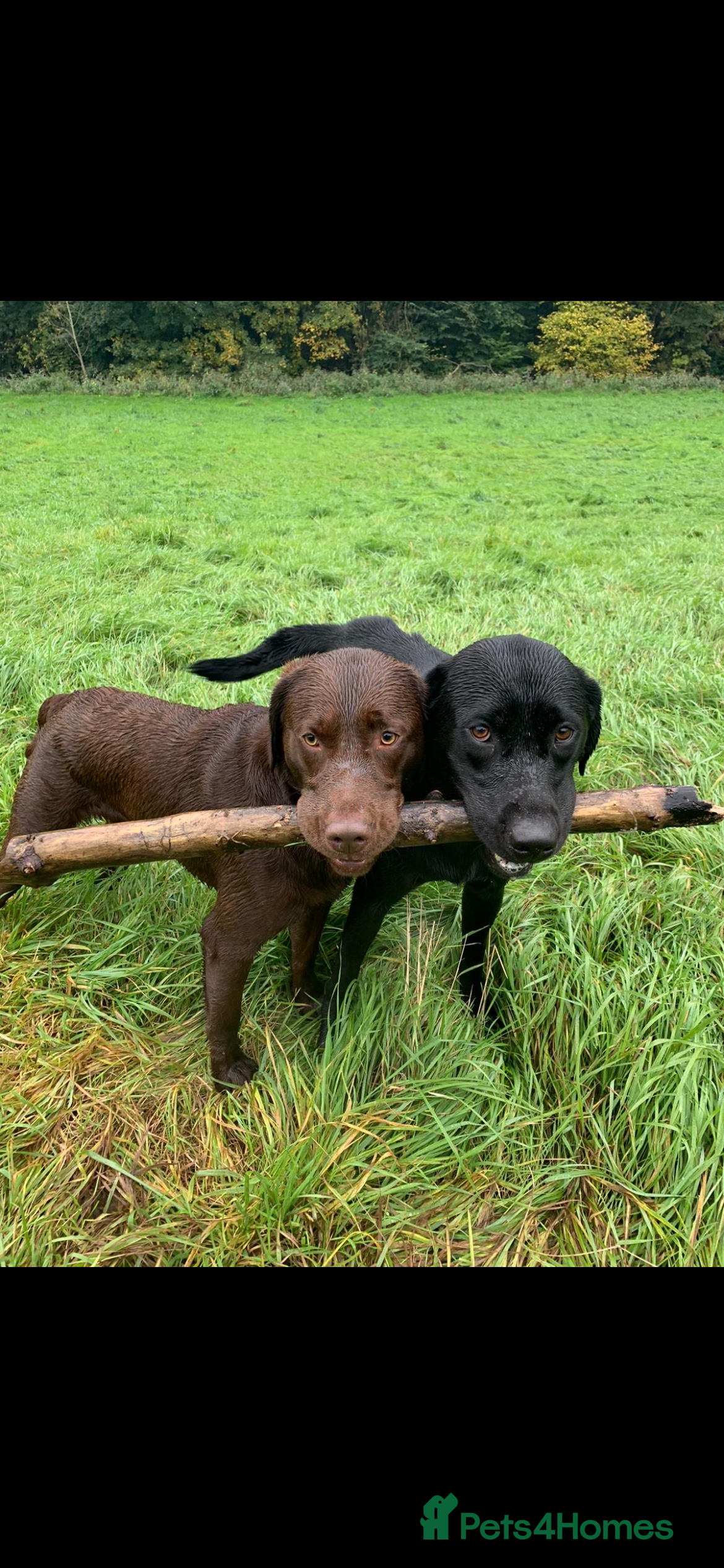 Labrador Retriever dogs Chocolate Labrador Stud - Advert 6