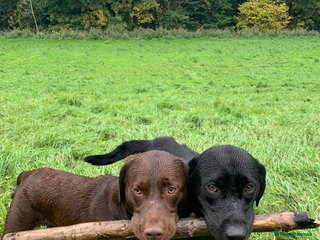 Labrador Retriever dogs Chocolate Labrador Stud - Advert 6