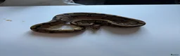 Python Snake reptiles for sale: Ball pythons various reduced  - Advert 13